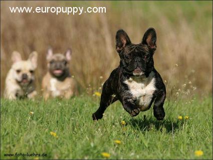 Laguna-Blue - Französische Bulldogge, Euro Puppy review from Germany