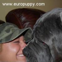 Dante - Mastino Neapolitano, Euro Puppy Referenzen aus United States