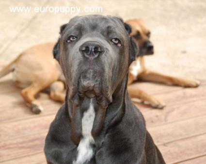 Dante - Neapolitan Mastiff, Euro Puppy review from United States