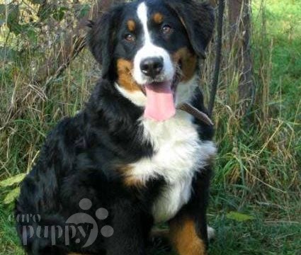 Panda - Berner Sennenhund, Euro Puppy Referenzen aus United States