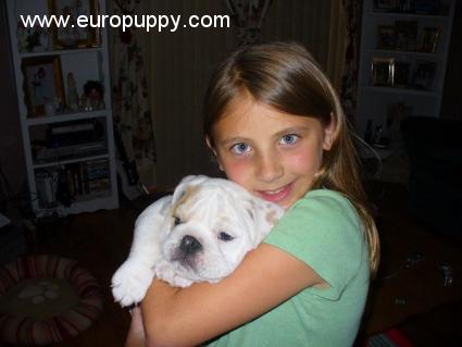 Solomon - Mini Englishche Bulldog, Euro Puppy review from United States