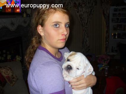 Solomon - Mini Englishche Bulldog, Euro Puppy Referenzen aus United States