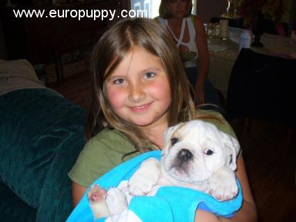 Solomon - Mini Englishche Bulldog, Euro Puppy review from United States