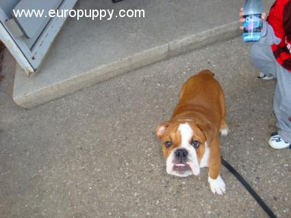 Beckham - Mini Englishche Bulldog, Euro Puppy review from Germany