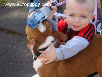 Beckham - Mini Englishche Bulldog, Euro Puppy review from Germany