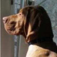 Hoss - Hungarian Vizsla, Euro Puppy review from Germany