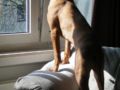 Hoss - Hungarian Vizsla, Euro Puppy review from Germany
