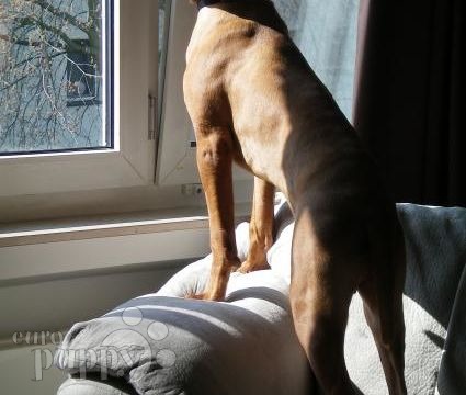 Hoss - Hungarian Vizsla, Euro Puppy review from Germany