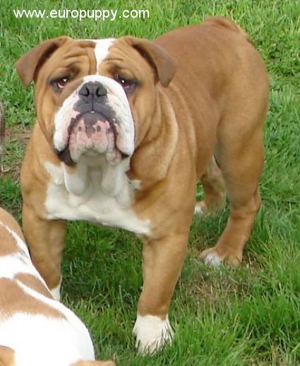Bishop - Bulldogge, Euro Puppy review from Canada