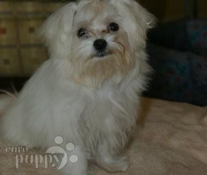 CC - Maltese, Euro Puppy review from South Africa