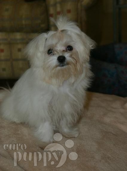CC - Maltese, Euro Puppy review from South Africa