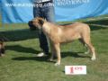 Adelina - Bullmastiff, Euro Puppy review from Cyprus