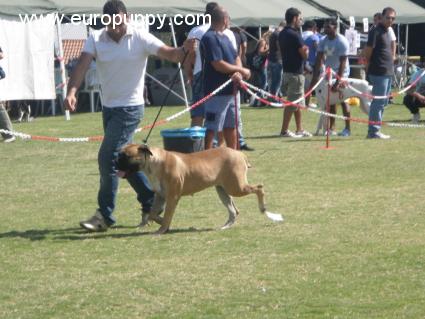 Adelina - Bullmastiff, Euro Puppy review from Cyprus