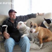 Mystery - Bullterrier, Euro Puppy Referenzen aus Canada