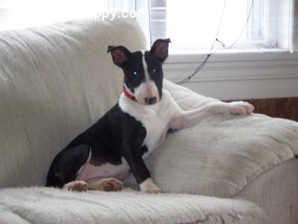 Mystery - Bullterrier, Euro Puppy review from Canada