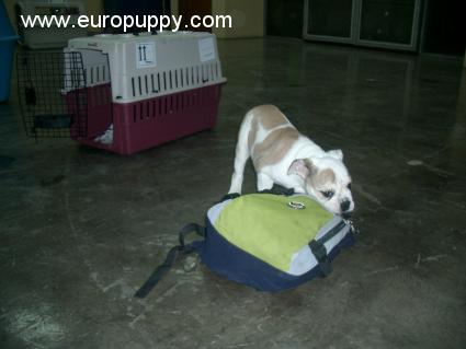 Anetta - Bulldog, Referencias de Euro Puppy desde Malaysia