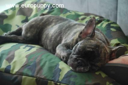 Napoleon - French Bulldog, Euro Puppy review from United Arab Emirates