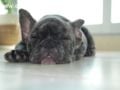 Napoleon - French Bulldog, Euro Puppy review from United Arab Emirates