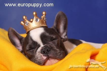Blue Pied Female - French Bulldog, Euro Puppy review from Germany