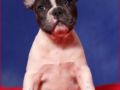 Blue Pied Female - Bulldog Francés, Euro Puppy review from Germany