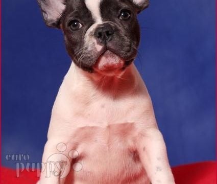 Blue Pied Female - Französische Bulldogge, Euro Puppy review from Germany