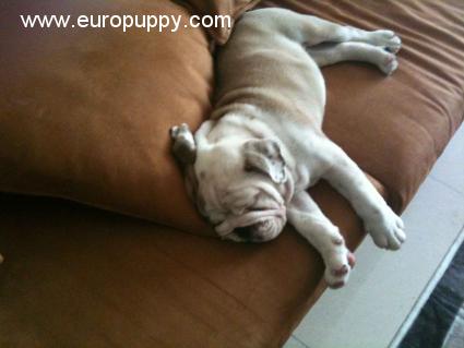 Reno - Mini Englishche Bulldog, Euro Puppy review from Qatar