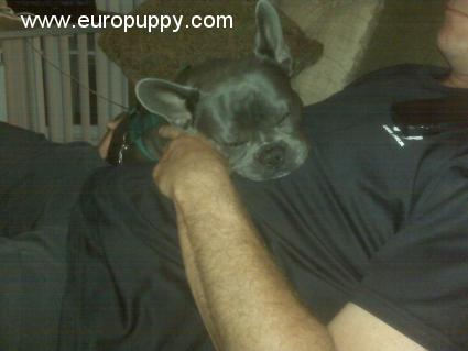 Sancho - Französische Bulldogge, Euro Puppy Referenzen aus United States