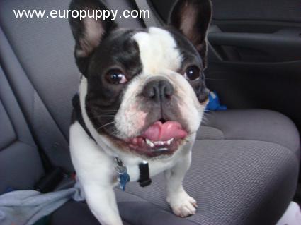 Ando - Bulldog Francés, Euro Puppy review from United States