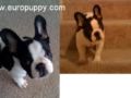 Ando - French Bulldog, Euro Puppy review from United States