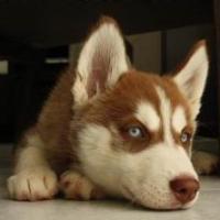 Sage - Siberian Husky, Euro Puppy review from Germany