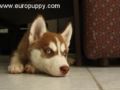 Sage - Siberian Husky, Euro Puppy review from Germany