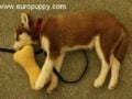 Sage - Siberian Husky, Euro Puppy Referenzen aus Germany