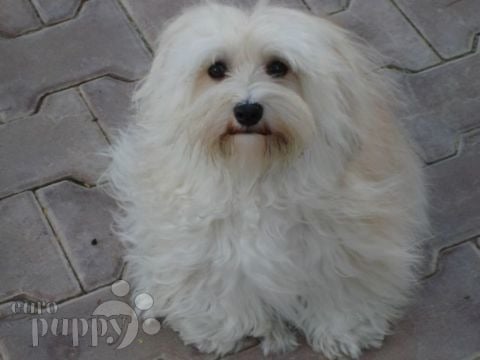 Sandy - Bichón Habanero, Euro Puppy review from Qatar