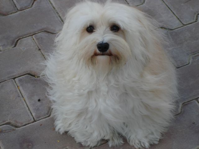 Sandy - Havanese, Euro Puppy review from Qatar