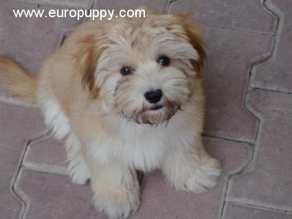 Sandy - Havaneser, Euro Puppy review from Qatar