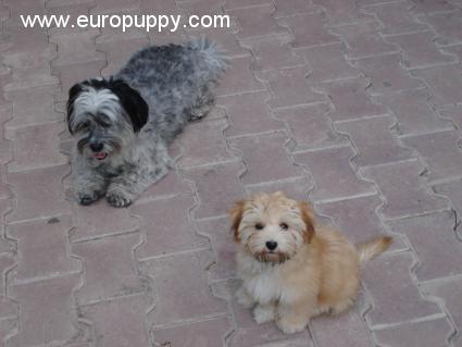 Sandy - Havaneser, Euro Puppy Referenzen aus Qatar