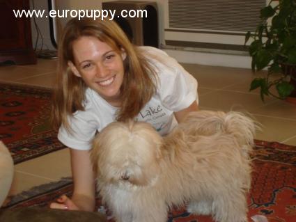 Sandy - Bichón Habanero, Euro Puppy review from Qatar