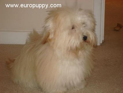 Sandy - Havaneser, Euro Puppy review from Qatar