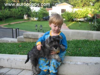 Max - Miniature Schnauzer, Euro Puppy review from Nicaragua