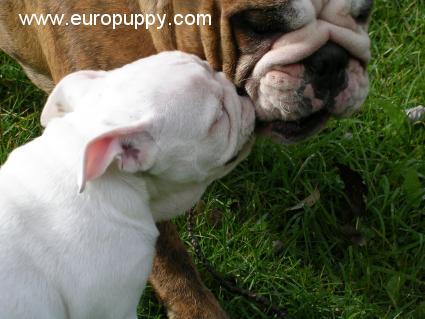 Crystal - Bulldogge, Euro Puppy Referenzen aus United States