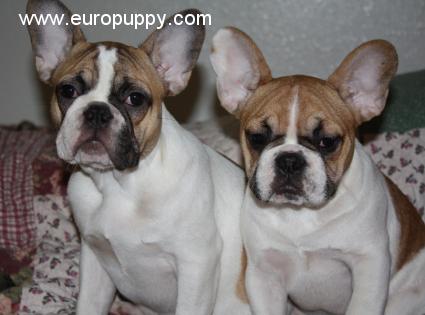 Ana - Französische Bulldogge, Euro Puppy Referenzen aus United States