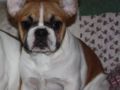 Ana - Französische Bulldogge, Euro Puppy review from United States