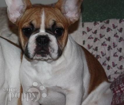 Ana - French Bulldog, Euro Puppy review from United States