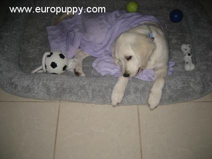Mathilda - Golden Retriever, Euro Puppy Referenzen aus United Arab Emirates