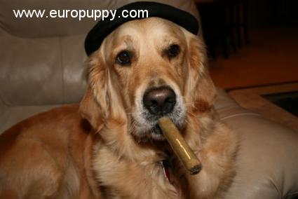 Bella - Golden Retriever, Euro Puppy Referenzen aus United States