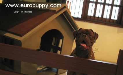 Veer - Dogue de Bordeaux, Euro Puppy review from India