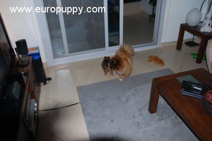 Jan - Pomerano, Euro Puppy review from United Arab Emirates