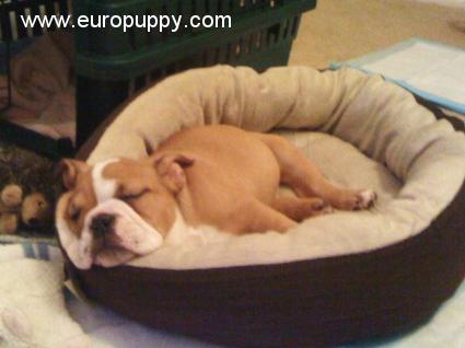Buc - Mini Englishche Bulldog, Euro Puppy review from United States