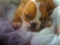 Buc - Miniature English Bulldog, Euro Puppy review from United States