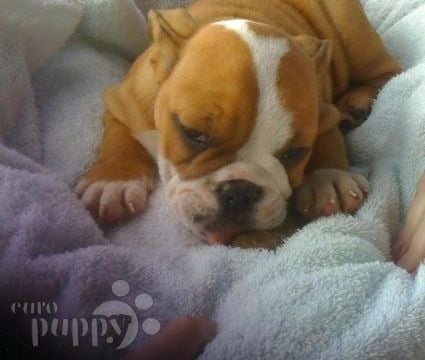 Buc - Mini Bulldog Inglés, Euro Puppy review from United States